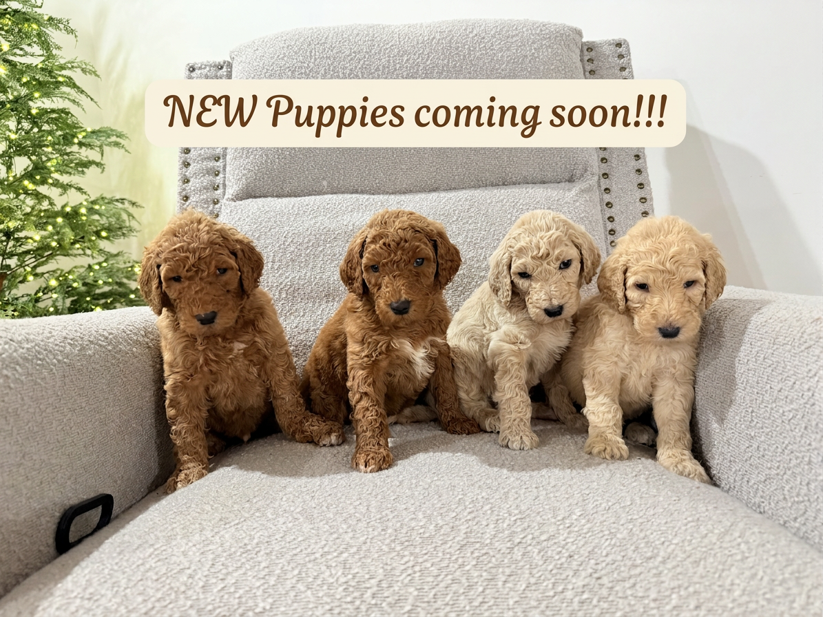 image_50451713